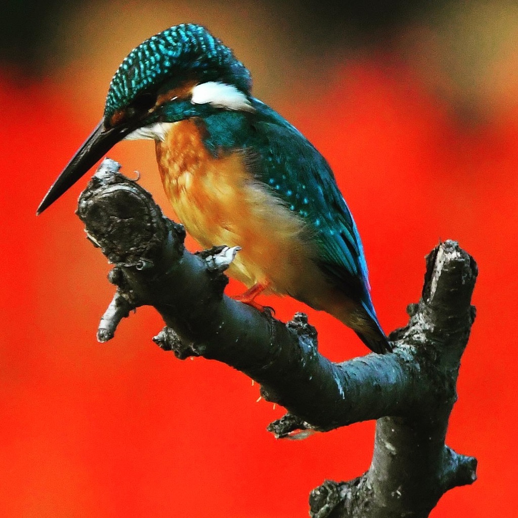 カワセミ (^^♪。