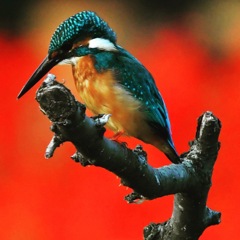 カワセミ (^^♪。