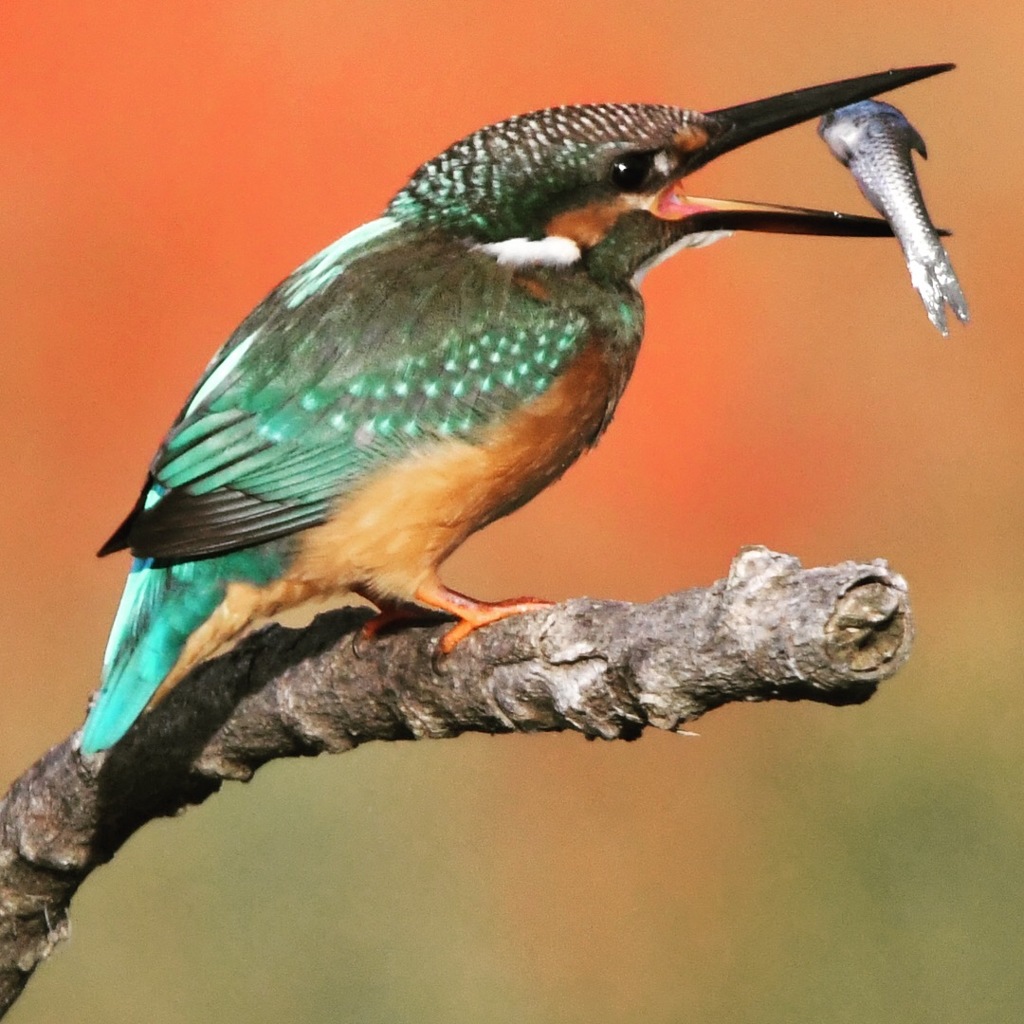 まだまだまだ、苦戦中 (((o(*ﾟ▽ﾟ*)o)))。