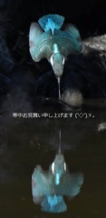寒中お見舞い申し上げます ('◇')ゞ。