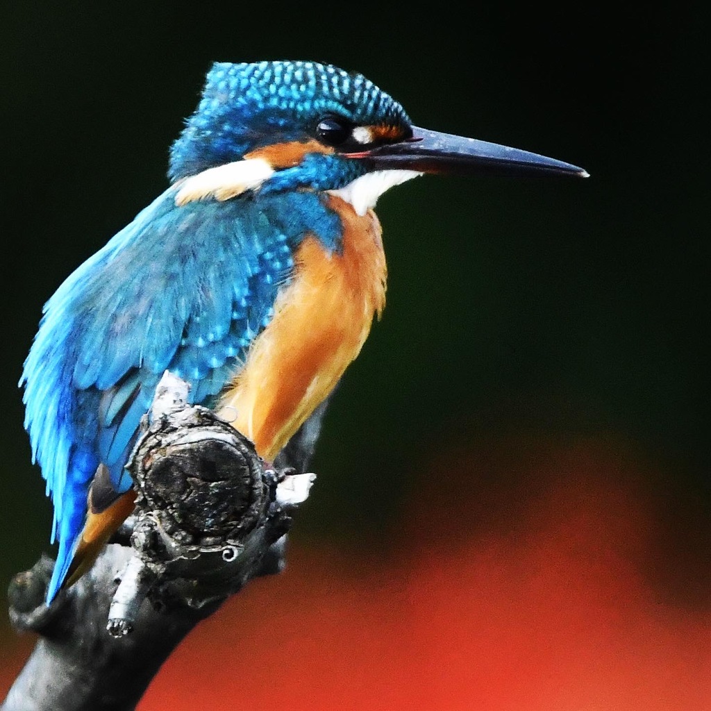 カワセミ ☆(^^)☆。