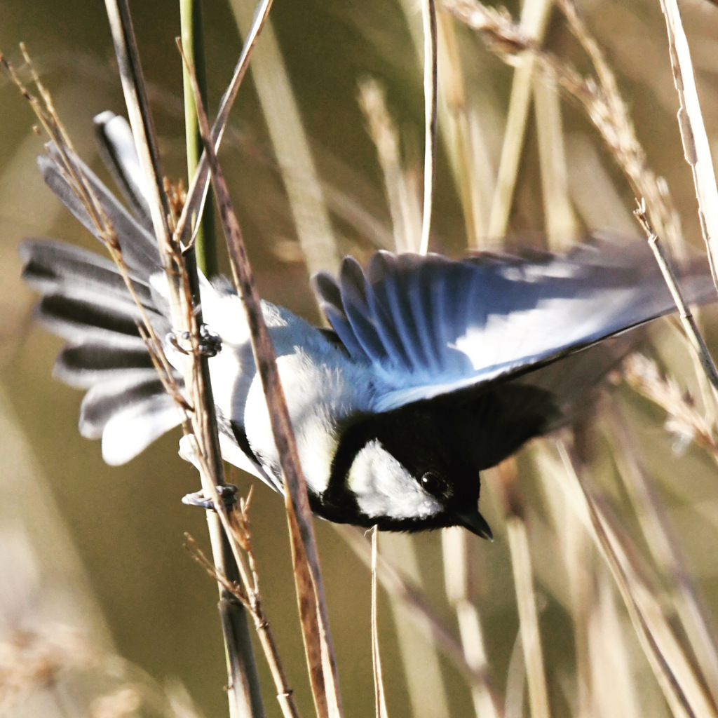 シジュウカラ (^^)/~~~