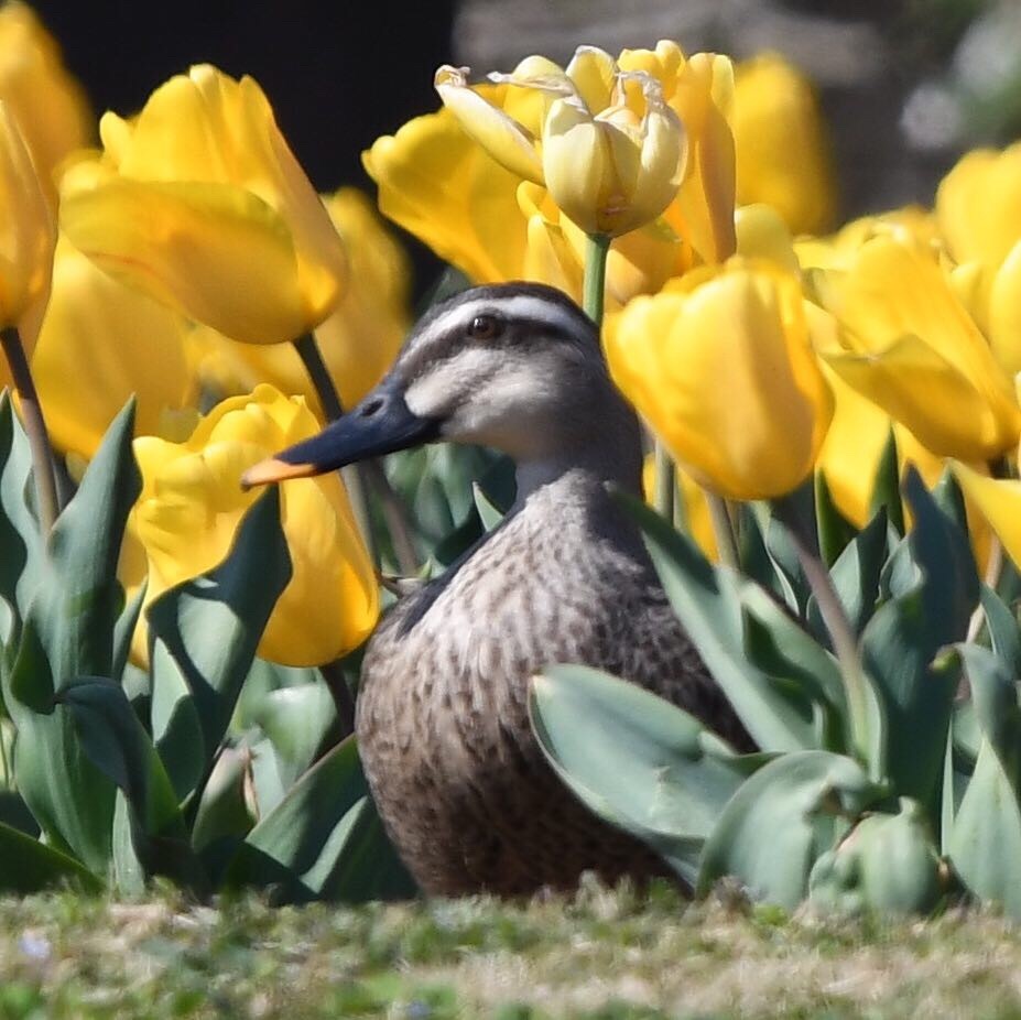 かもさんとチューリップ