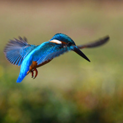 ホバリング ☆(^^)☆