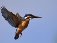 Good old hovering ！！！ (''◇'')ゞ