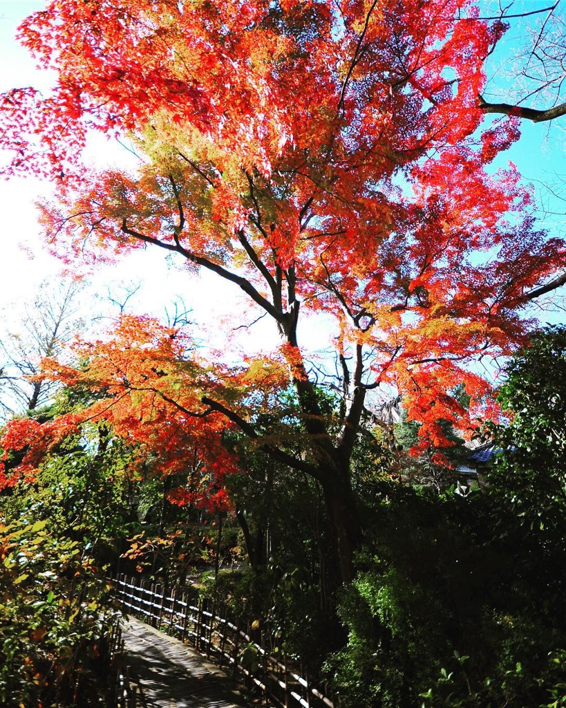 中院の紅葉