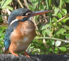 今の君は、ピカピカに光って ～♪。