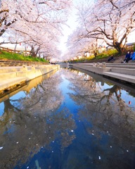 元荒川のさくら並木