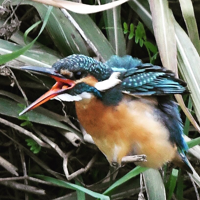 カワセミ (''◇'')ゞ