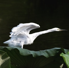 背伸び (^^♩。 背伸び (^^♩。