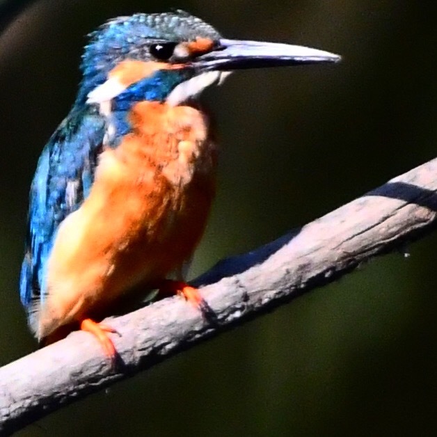 ブルーな君 (*^▽^*)。