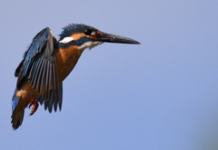 Good old hovering ！！！ (''◇'')ゞ