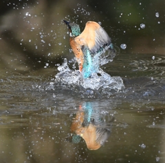 Diving scene of today's kingfisher
