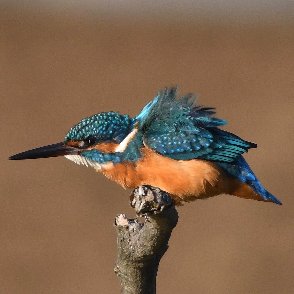 カワセミ (''◇'')ゞ