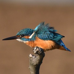 カワセミ (''◇'')ゞ