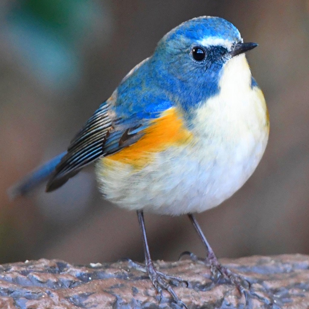 ルリビタキ !(^^)!