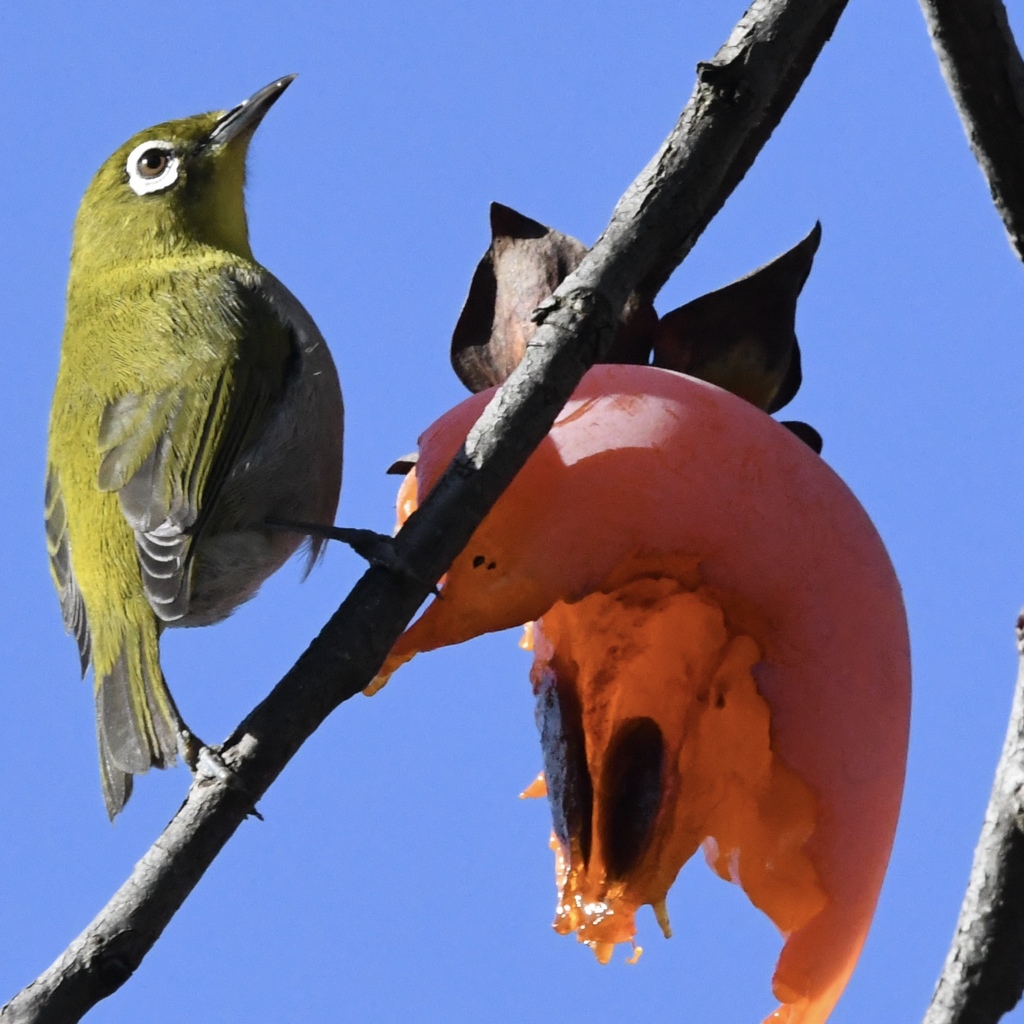 柿食うメジロ (^3^)/