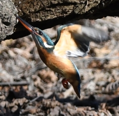 Diving scene of  yesterday's kingfisher