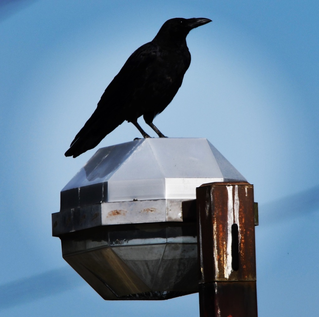 全然待ってないのに、あなたはよく来ますね (^_^*)。