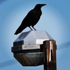 全然待ってないのに、あなたはよく来ますね (^_^*)。