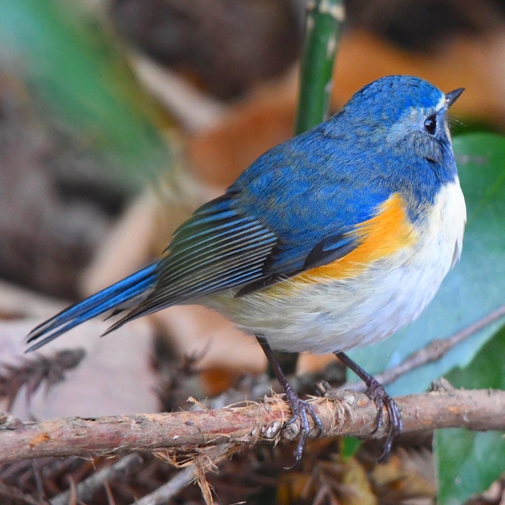 ルリビタキ (^_-)-☆