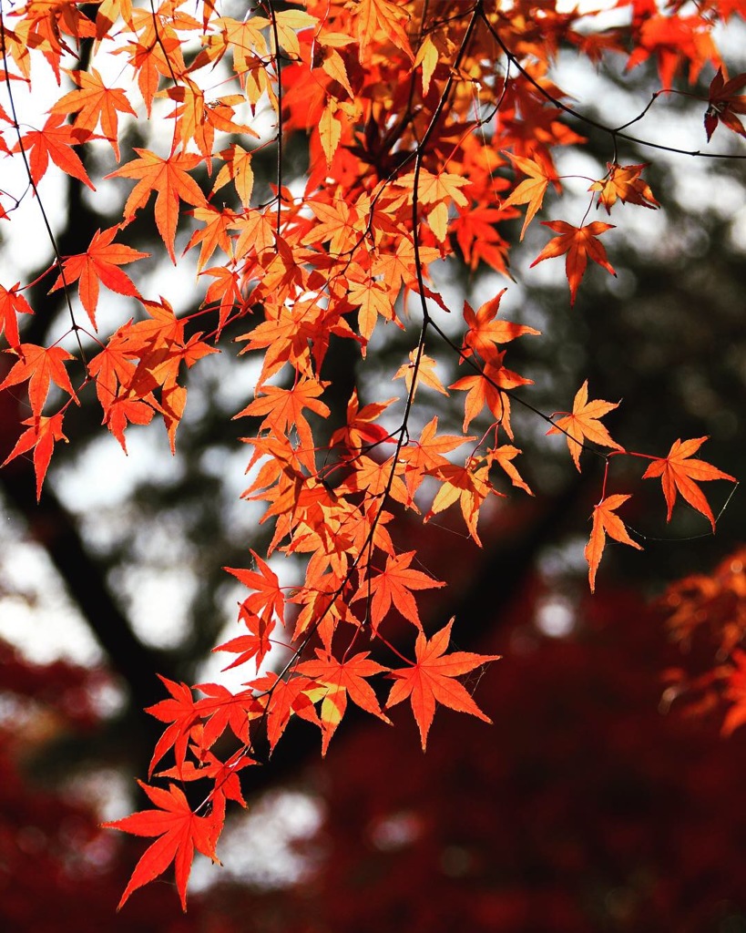 平林寺の紅葉