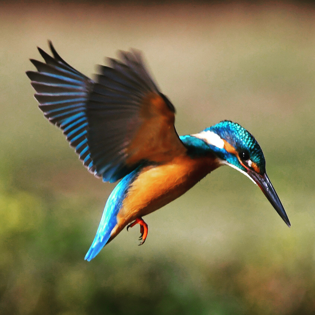 カワセミ (^^)/~~~。