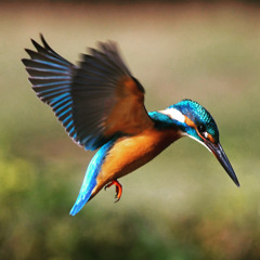 カワセミ (^^)/~~~。