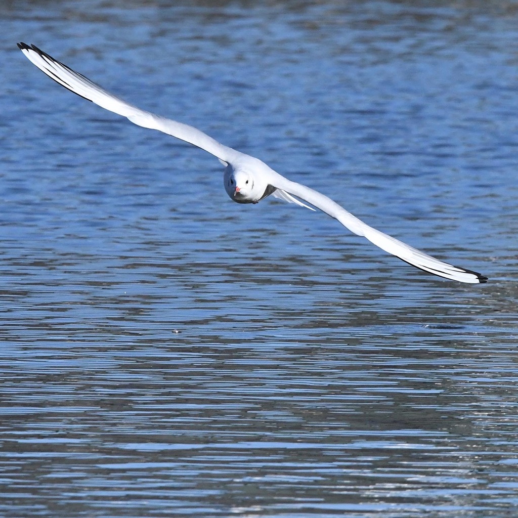 ユリカモメ (*^_^*)