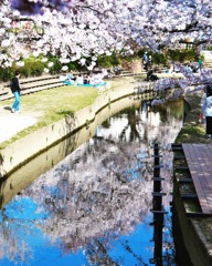 元荒川のさくら並木