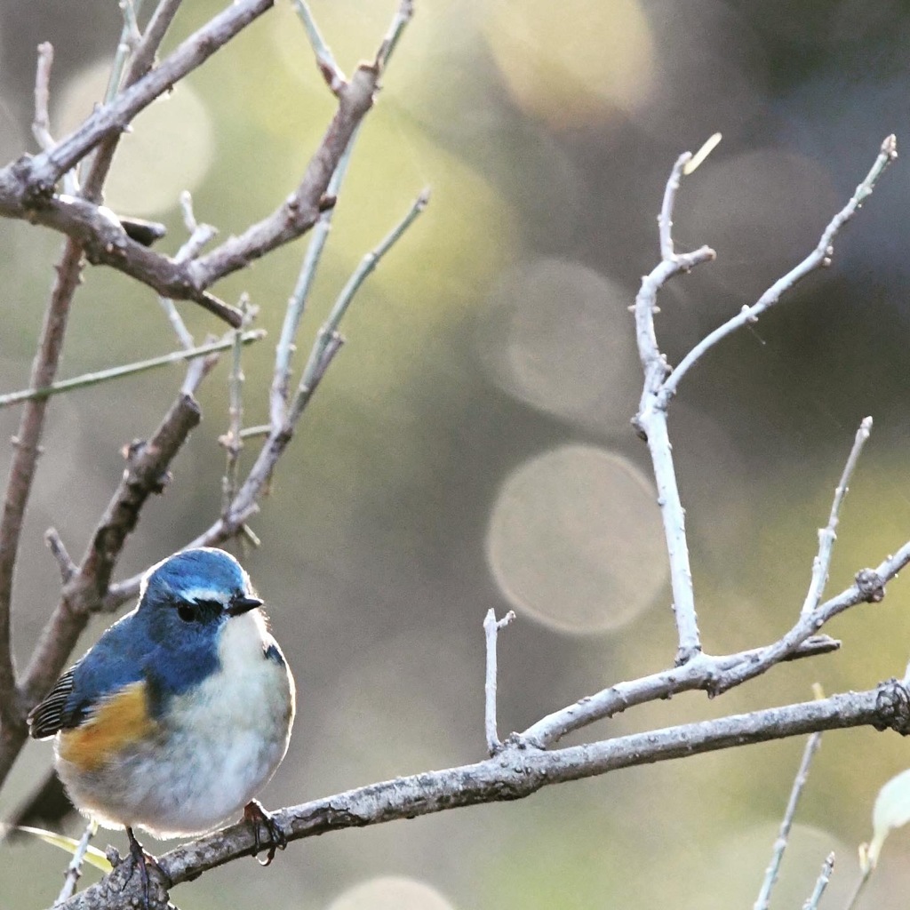 ルリビタキ (=^・^=)