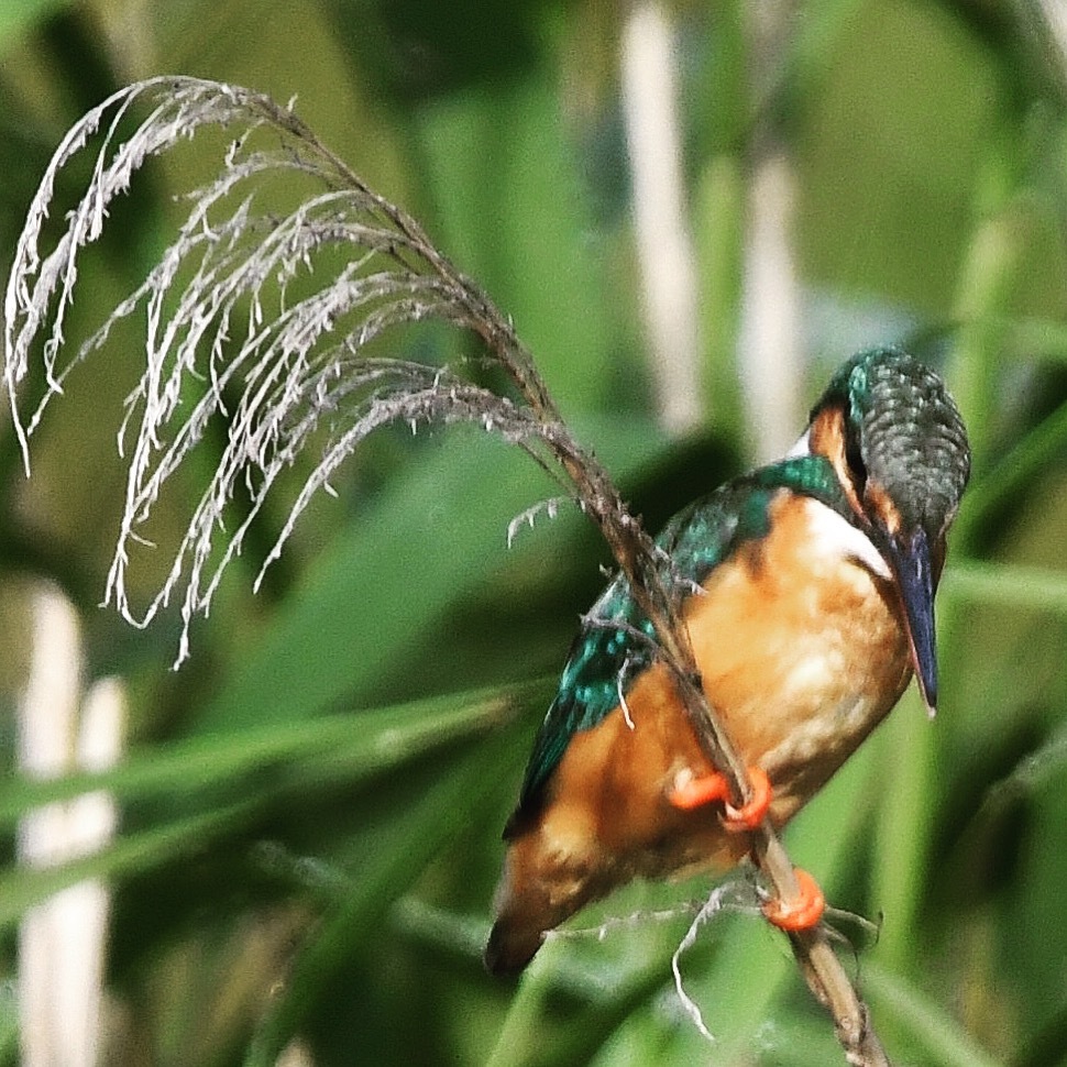 今朝は来てくれました (^^♩。