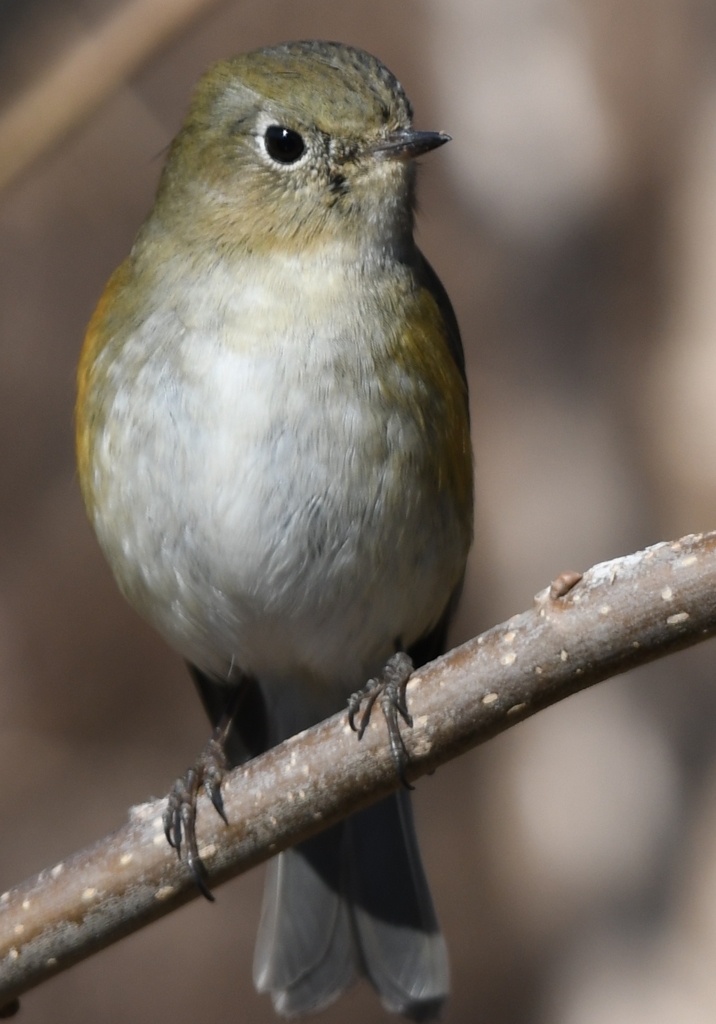 (✿✪‿✪｡)ﾉｺﾝﾁｬ♡