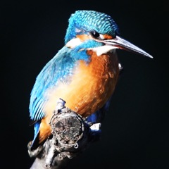 カワセミ (''◇'')ゞ