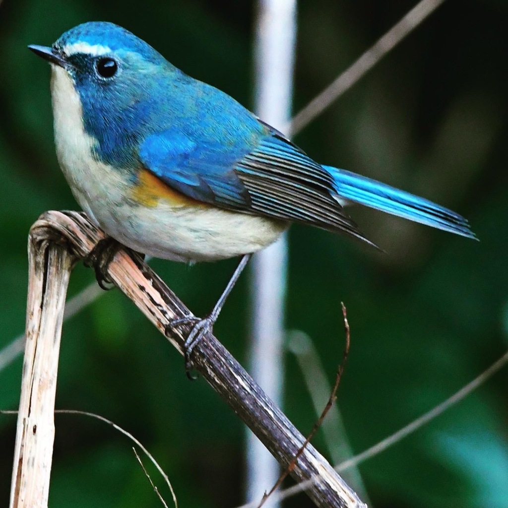 ルリビタキ (^^)/~~~