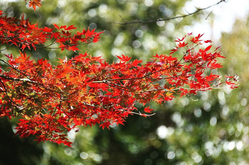 上尾丸山公園