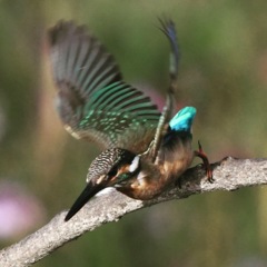 晩秋のカワセミさん (^^)/~~~。