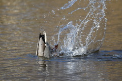 あ〜つ、美味しそう〜 ♬ 。