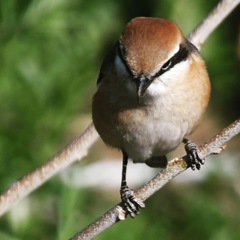にらまれました ｱｾｱｾ。