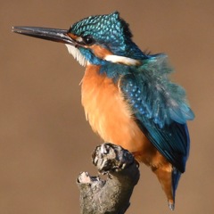 カワセミ (''◇'')ゞ