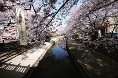 元荒川のさくら並木