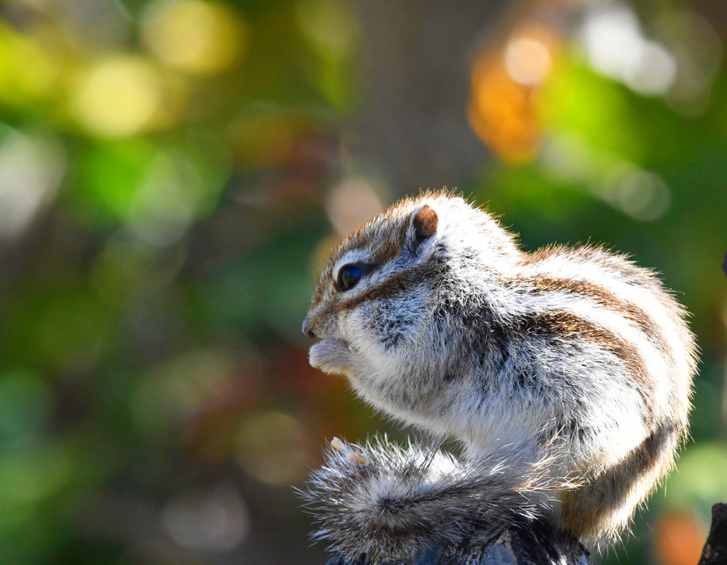 シマリス ( ◠‿◠ )