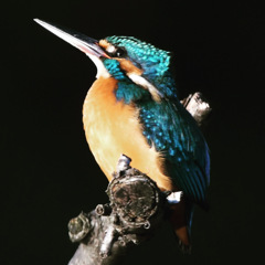 カワセミ (^^)/~~~