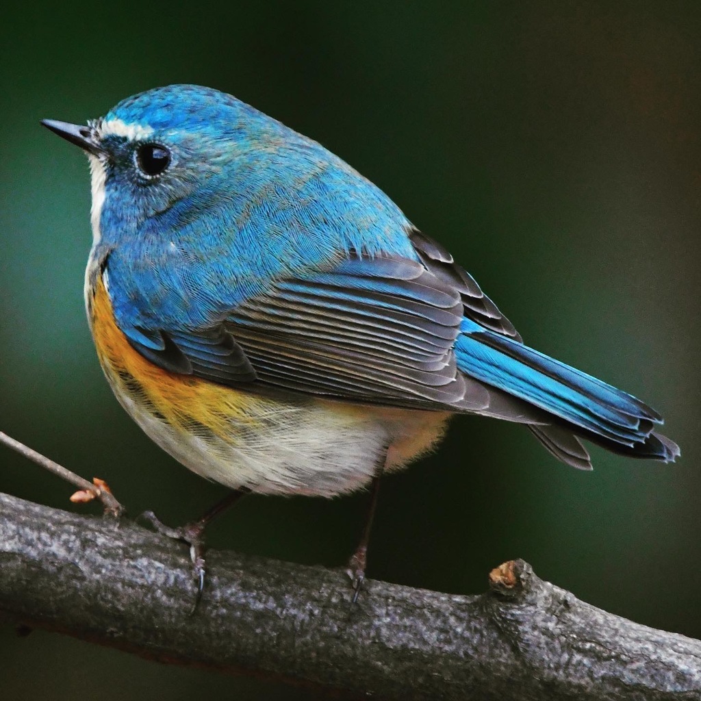 ルリビタキ (^^♪