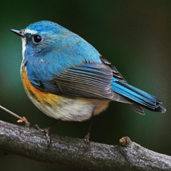 ルリビタキ (^^♪