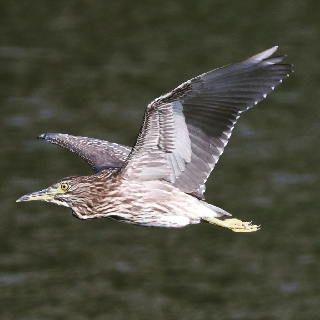 ゴイサギ、幼鳥 ∧( 'Θ' )∧。