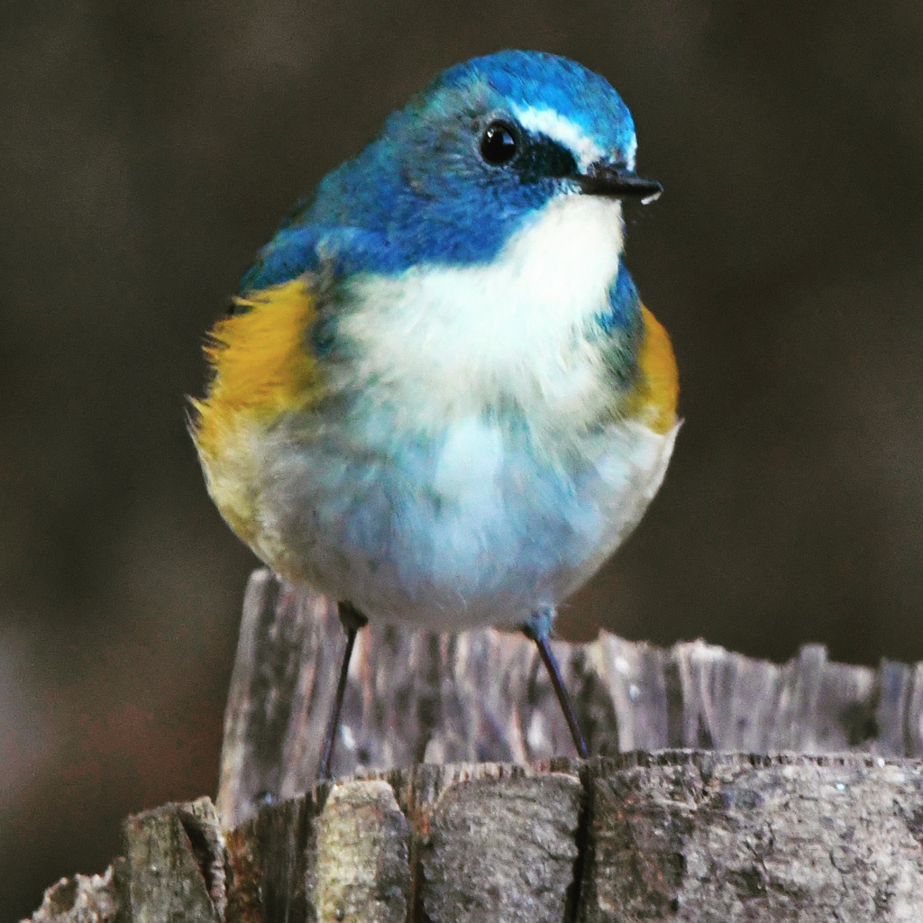 ルリビタキ (=^・^=)