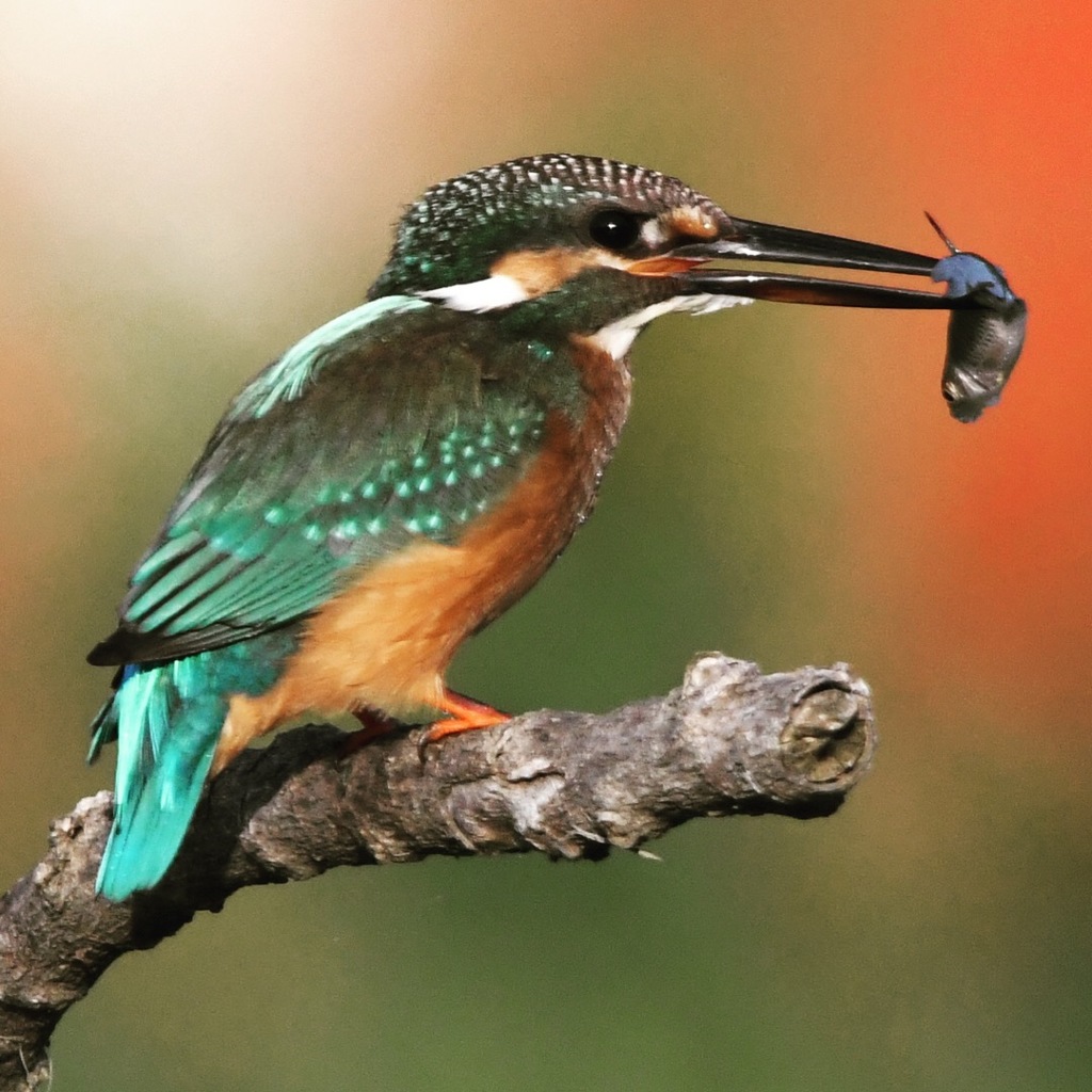 刺さってしまった (°▽°) 、まだまだ苦戦中 (￣▽￣;)  Take 01