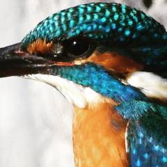 KING FISHER (''◇'')ゞ