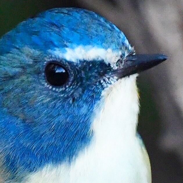 ルリビタキ (^^)/~~~